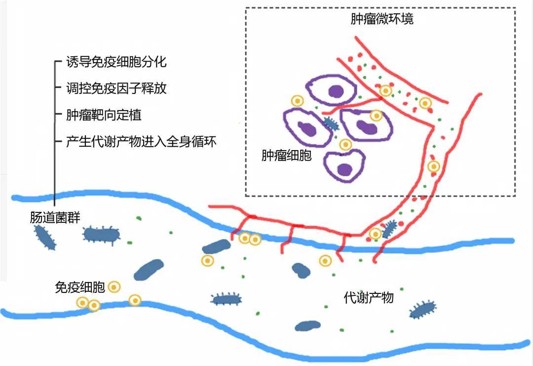 日研究发现有望用于治疗“食人菌”感染的化合物