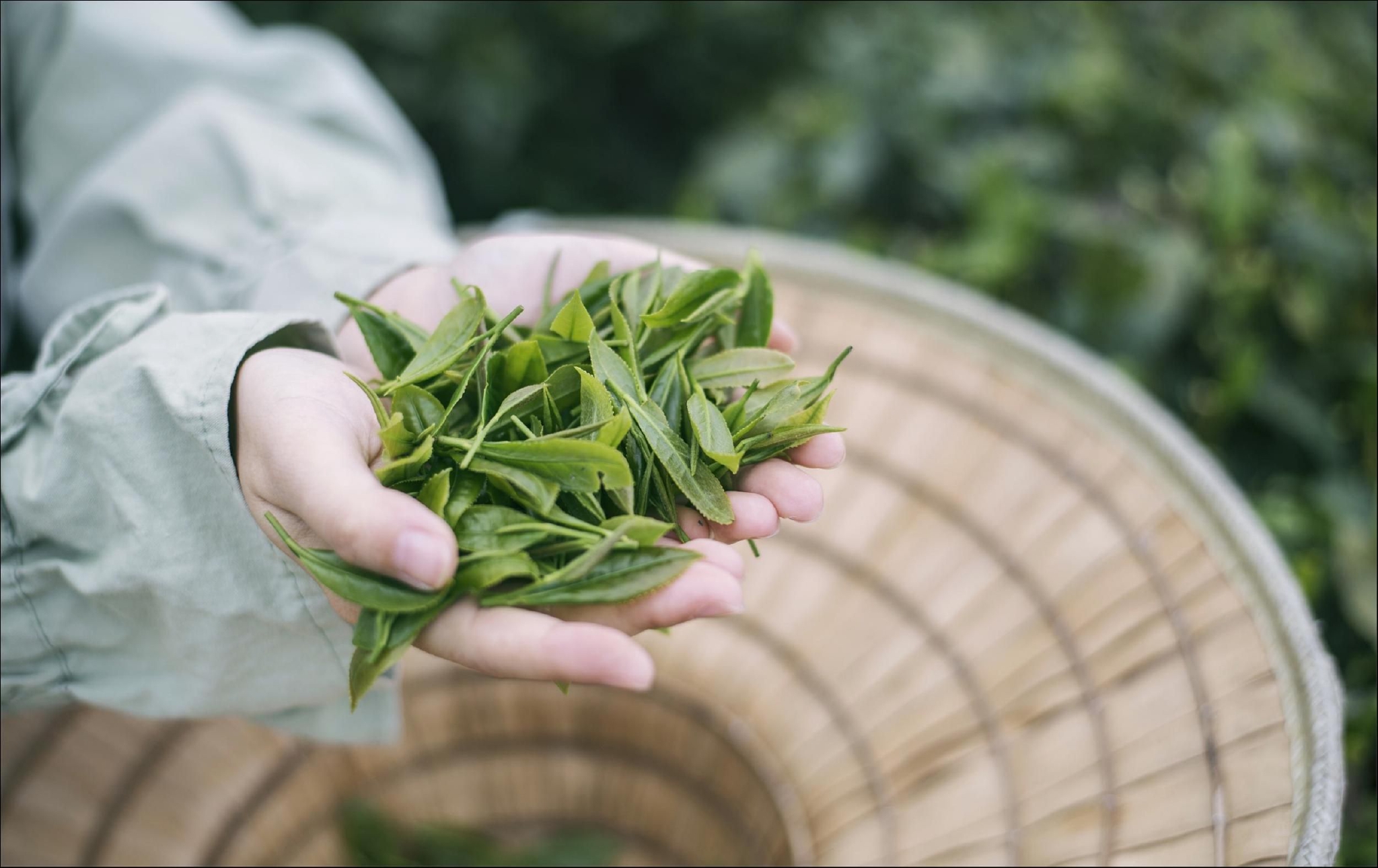 众鑫股份：环保餐饮具龙头IPO获批 绿色可降解包装引领替塑新风尚