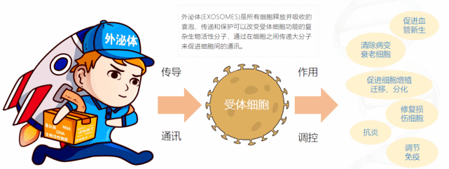 我国科学家首次利用干细胞再生疗法功能性治愈1型糖尿病