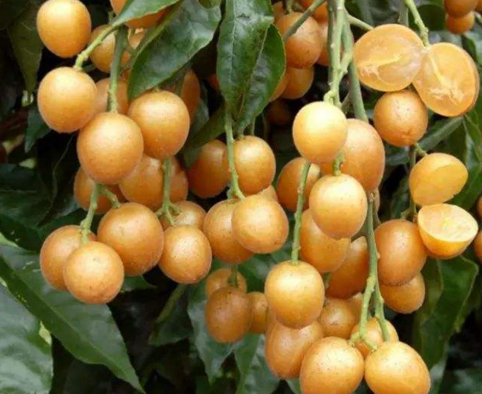 马达加斯加2025荔枝出口配额已完成89%