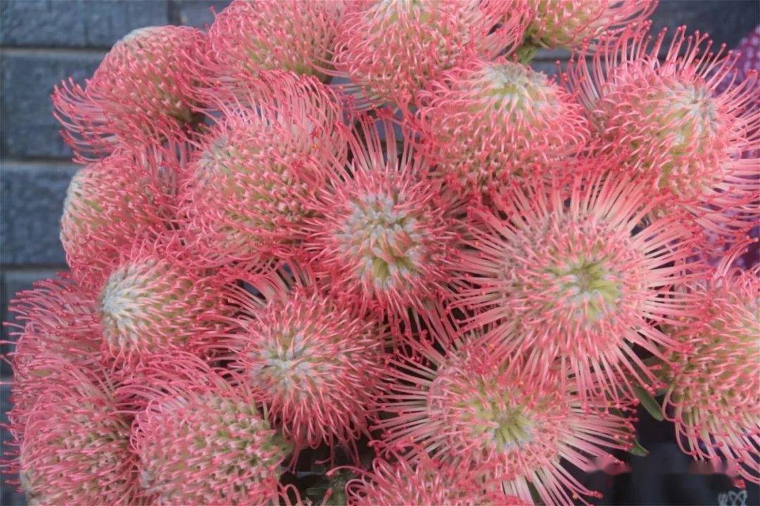 哥伦比亚10月花卉出口小幅下降