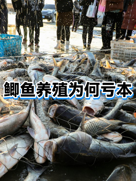 养殖业务持续“失血”,减值激增吞噬利润,光明肉业去年业绩转亏